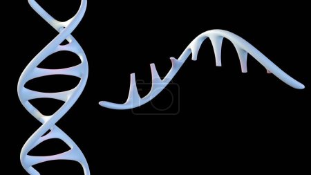 Téléchargez les photos : Rendu 3D de la technique d'édition d'ADN appelée CRISPR, pour remplacer l'ADN défectueux par une copie saine - en image libre de droit