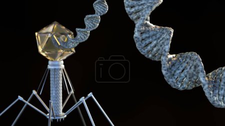 Photo for 3d rendering of the nucleic acids of bacteriophages can be DNA, double-stranded, and linear - Royalty Free Image