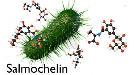 3d rendering of salmochelin molecule, enterobactin produced by Salmonella species inside of egg
