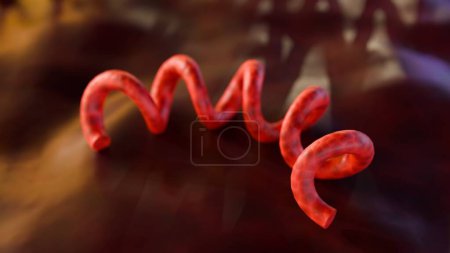 3D-Darstellung von Treponema pallidum, den Syphilis verursachenden Bakterien