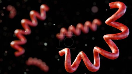 3D-Darstellung von Treponema pallidum, den Syphilis verursachenden Bakterien