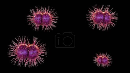 3D-Darstellung des Neisseria gonorrhoeae Bakteriums. Gonorrhoe ist eine sexuell übertragbare Infektion