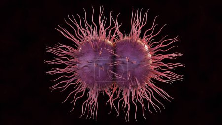 Foto de 3d rendering of Neisseria gonorrhoeae bacterium. La gonorrea es una infección de transmisión sexual - Imagen libre de derechos
