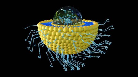 3D-Darstellung von Liposom-konjugiertem Polyethylenglykol und Biotin