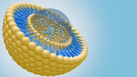 3D-Darstellung der Nanomedizin innerhalb der Liposomenfettschicht