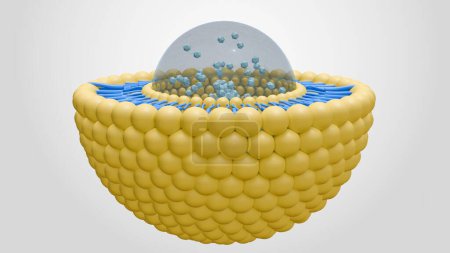 3d renderizado de nanomedicina dentro de la bicapa lipídica liposoma