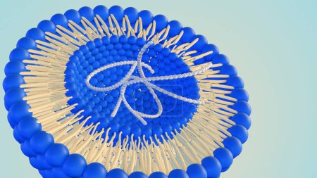Rendement 3D des hélices ADN à l'intérieur du liposome