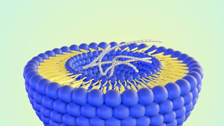 3d rendering of DNA helixes inside of liposome