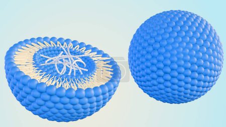 3D-Darstellung von DNA-Helixen im Inneren des Liposoms