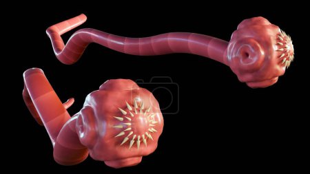 Téléchargez les photos : Rendu 3D d'entérocoque résistant à la vancomycine (ERV) Enterococcus faecalis est un type de bactérie résistant à la vancomycine - en image libre de droit