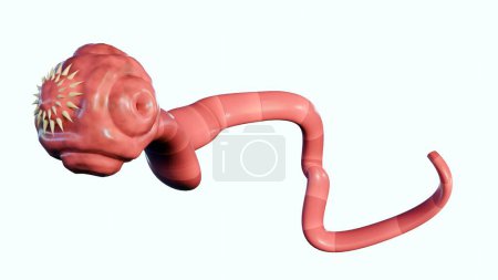 Foto de Representación 3D de tenia aislada. es un gusano parásito plano que vive en los intestinos de un animal huésped - Imagen libre de derechos