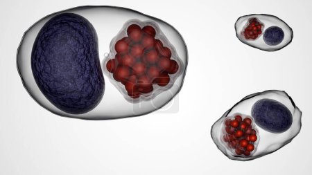 3D-Darstellung von Chlamydia trachomatis, ist der wissenschaftliche Name für das Bakterium, das Chlamydien verursacht, eine sexuell übertragbare Infektion