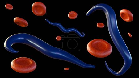 3D-Darstellung der mit Plasmodium falciparum infizierten roten Blutkörperchen