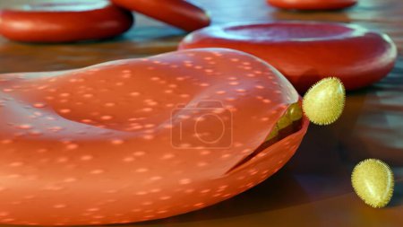 Photo for 3d rendering of merozoite invades, develops and multiplies, and after about 48 hours ruptures the red blood cells, releasing merozoites ready to invade new cells - Royalty Free Image