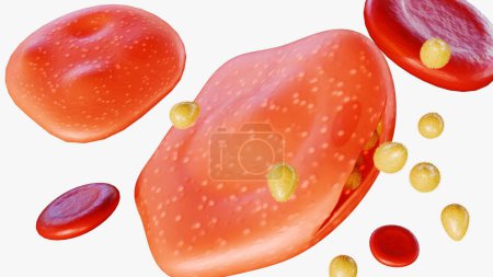 3D-Rendering von Merozoit dringt ein, entwickelt sich und vermehrt sich, und nach etwa 48 Stunden zerreißt die roten Blutkörperchen, wobei Merozoiten freigesetzt werden, die bereit sind, in neue Zellen einzudringen