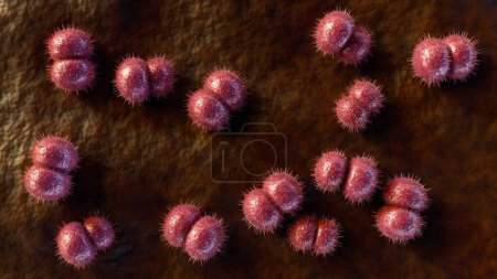 Le rendu 3D de Neisseria meningitidis, également connu sous le nom de méningocoque, est une bactérie qui provoque la méningococcie