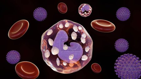 Téléchargez les photos : Le rendu 3d du CMV ou du cytomégalovirus peut être transmis par des donneurs de sang atteints d'une infection active (primaire ou réactivée) ou latente - en image libre de droit