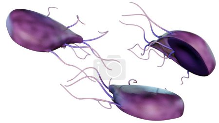 3d rendering of Giardia, is a microscopic parasite that lives in the intestines. The parasite can cause a bowel infection called