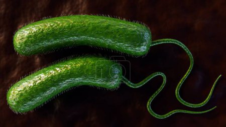 3D-Darstellung von Vibrio vulnificus, einem Bakterium, das Septikämie, schwere Wundinfektionen und Gastroenteritis verursacht