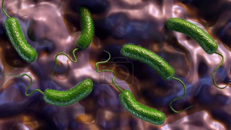 Representación 3D de Vibrio vulnificus, es una bacteria que causa septicemia, infecciones graves de heridas y gastroenteritis.