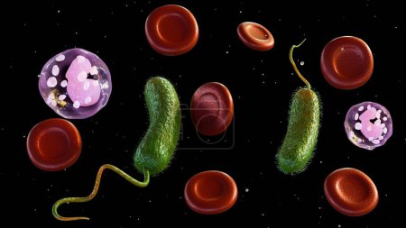 Rendu 3D de Vibrio vulnificus, globules rouges et globules blancs