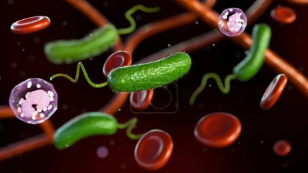 3D-Darstellung von Vibrio vulnificus, roten und weißen Blutkörperchen