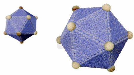 3D-Darstellung der icosaedrischen Struktur von Viren. Viren mit einer icosaedrischen Struktur umfassen: Poliovirus, Rhinovirus und Adenovirus