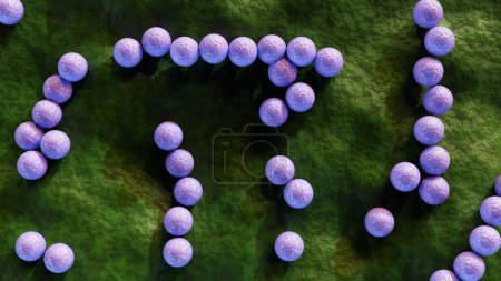 3D-Darstellung von Streptokokken, ist ein kugelförmiges Bakterium, das zur Familie der Streptokokken gehört. Es handelt sich um sporenlose Kokken, die dazu neigen, sich in Ketten zu verbinden..