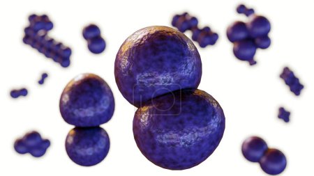 3d rendering of Pediococcus cerevisiae, commonly found in fermenting materials like sauerkraut, beer, and pickles
