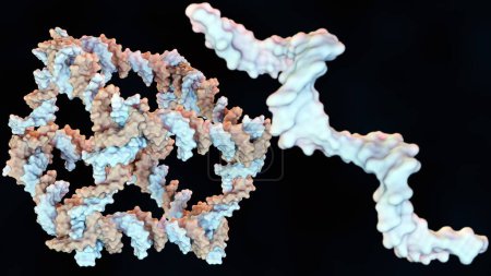 3D-Darstellung der Konstruktion aus DNA eines kovalent geschlossenen würfelartigen molekularen Komplexes 