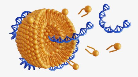 3d rendering of DNA helixes conjugated liposomes as DNA-Liposome complex