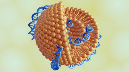 3D representación de helixes de ADN liposomas conjugados como complejo ADN-liposoma