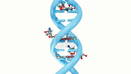 animación 3d de moléculas de doxorrubicina intercala ADN a través de la formación de enlaces de hidrógeno con guaninas en pares de bases GC adyacentes