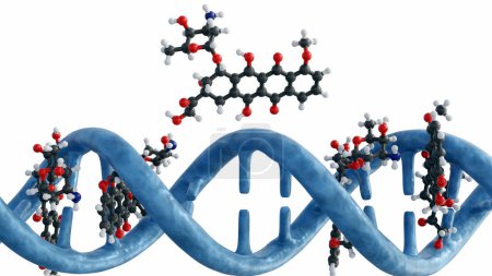 animación 3d de moléculas de doxorrubicina intercala ADN a través de la formación de enlaces de hidrógeno con guaninas en pares de bases GC adyacentes