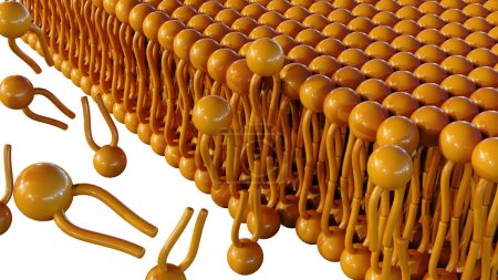 3D renderizado de fosfolípidos de montaje o formación en estructura bicapa