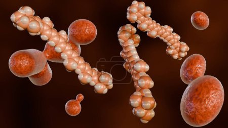 3D rendering of microorganisms which can produce carotenoids especially beta-carotene is the yeast named Rhodotorula.