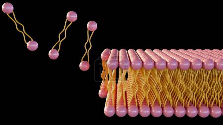 Die 3D-Wiedergabe von Lipid-Monolayer ist eine Art Zellmembran, in der die Lipide in einer einzigen Schicht angeordnet sind, anstelle der typischen Doppelschicht. Mehrere Archaeen haben eine Lipidschicht
