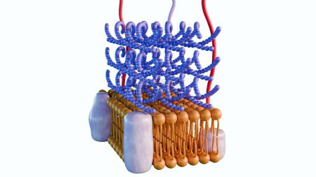 3d rendering of Gram positive bacteria have a thick peptidoglycan layer and no outer lipid membrane