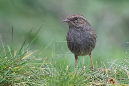 Photo for Close up view of a beautiful dunnock bird on the ground in spring - Royalty Free Image