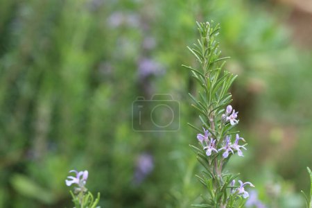 Salvia rosmarinus, allgemein als Rosmarin bekannt, ist ein Strauch mit duftenden, immergrünen, nadelartigen Blättern und weißen, rosa, violetten oder blauen Blüten, der im Mittelmeerraum beheimatet ist. Amerikanische Rosmarinwurz.