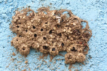 Photo for Mud nest of an unidentified mud dauber on a wall - Royalty Free Image