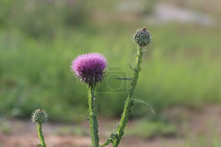 Photo for Silybum marianum is a species of thistle. - Royalty Free Image