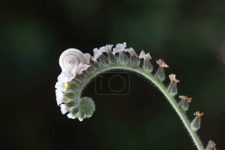 Snail and Heliotropium europaeum which is also known as European heliotrope and European turn-sole