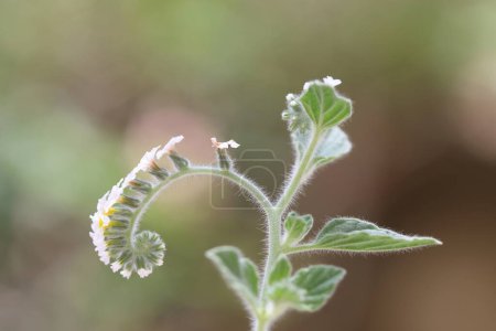 Foto de Heliotropium europaeum es una especie de heliotropo de la familia Asteraceae. - Imagen libre de derechos