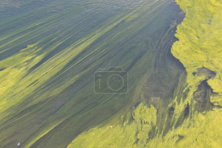 Photo for Filamentous green algae in river - Royalty Free Image