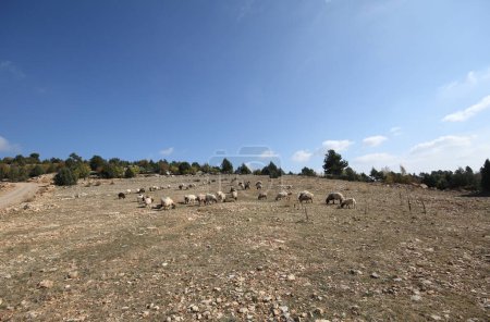 Téléchargez les photos : Moutons paissent sur la montagne turque - en image libre de droit