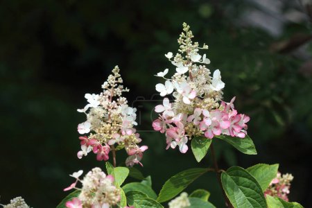 Hydrangea paniculata, or panicled hydrangea, is a species of flowering plant in the family Hydrangeaceae native to southern and eastern China, Korea, Japan and Russia