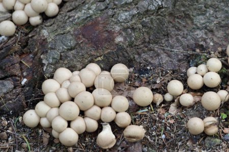 Téléchargez les photos : Puffballs sont un type de champignon avec un corps de fruits en forme de boule - en image libre de droit