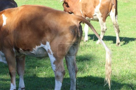 Foto de Una vaca orinando en el prado verde - Imagen libre de derechos