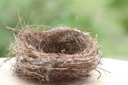 Photo for Bird nest on a green background - Royalty Free Image